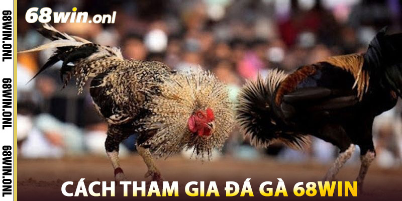 Cách Tham Gia Đá Gà 68win
