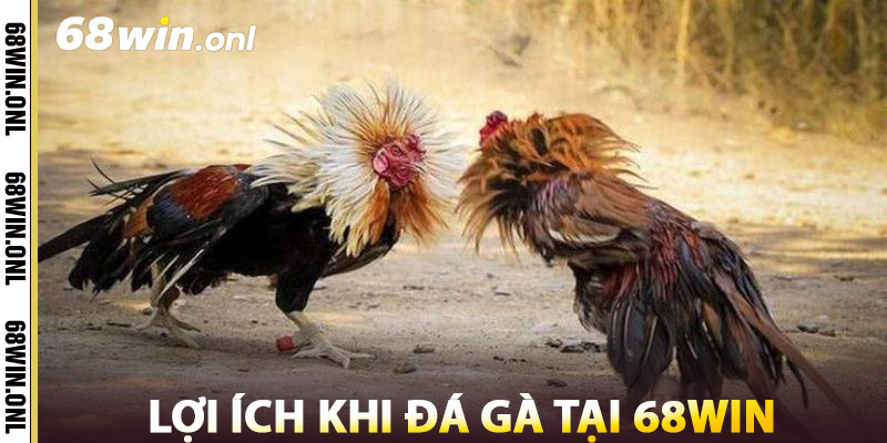 Đá Gà 68win – Đấu Trường Đá Gà Thomo Trực Tiếp Kịch Tính 3 Lợi Ích Khi Đá Gà 68win